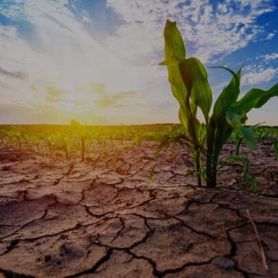 Federal Crop Insurance