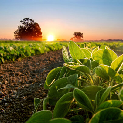 Supplemental Crop Insurance