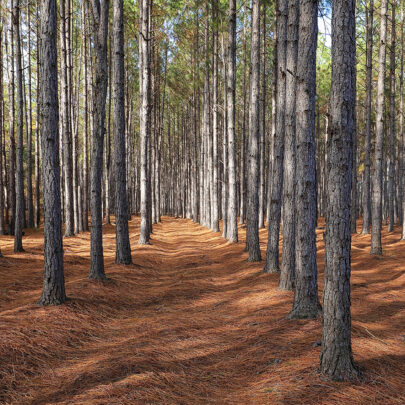 Timber Management