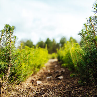 Reforestation