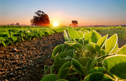 Supplemental Crop Insurance