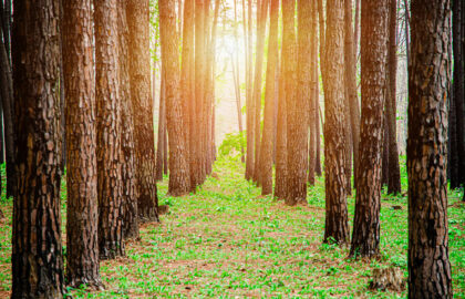 Forestry