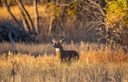 Hunting Leasing