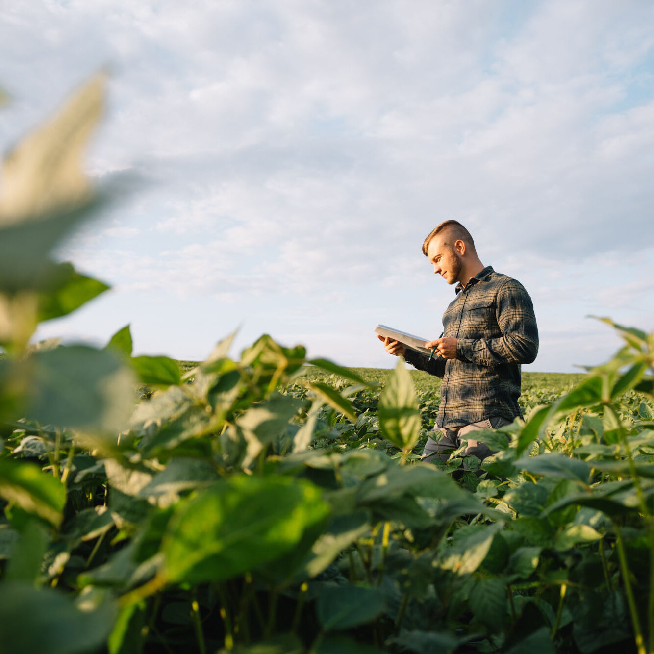 Man in soybean field