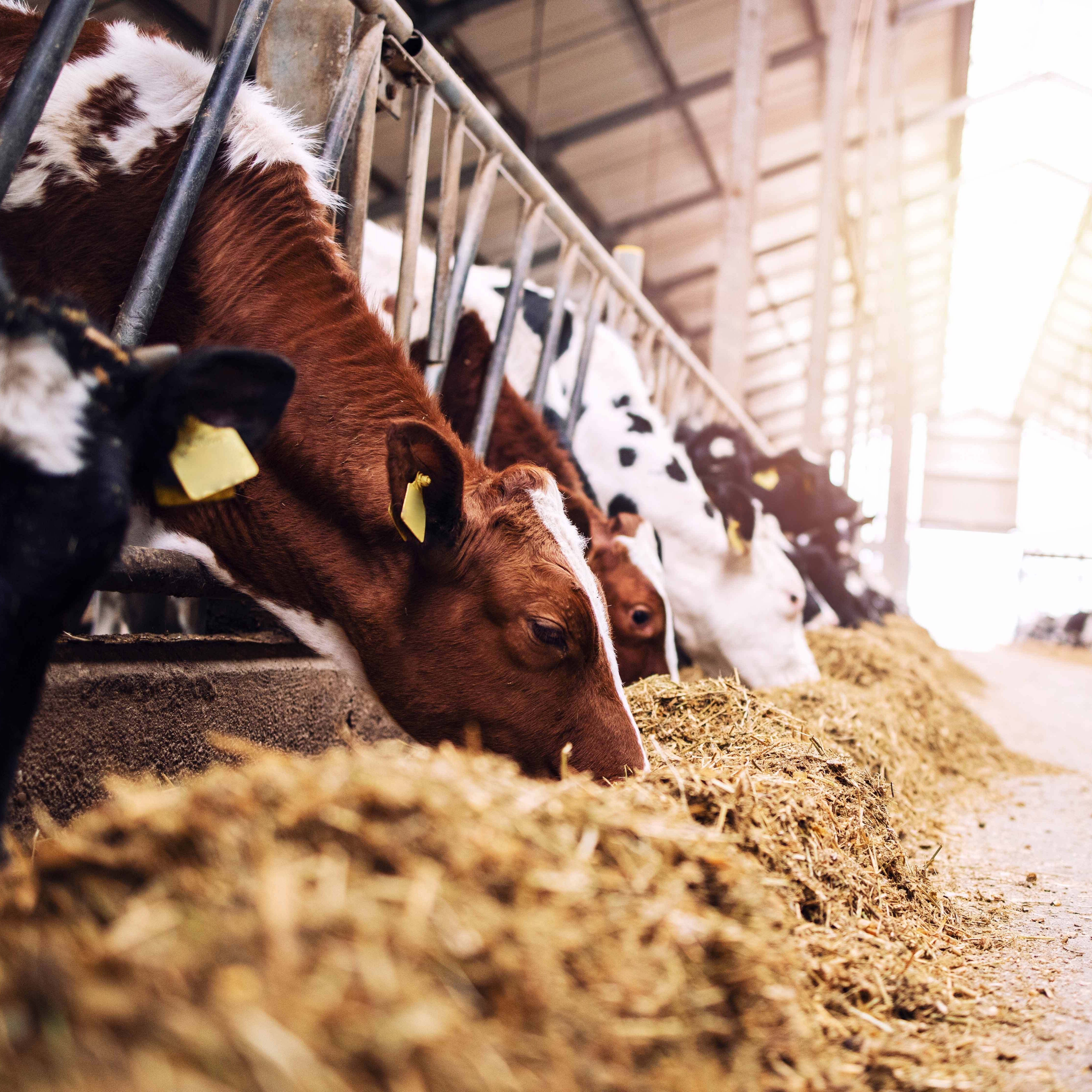 dairy cows in barn