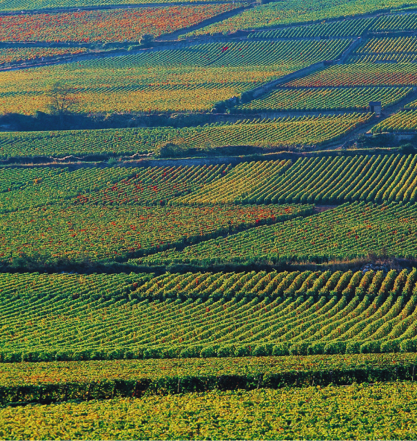 Farmland Crops Farm Management
