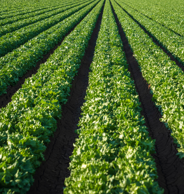 Farmland Crops Farm Management