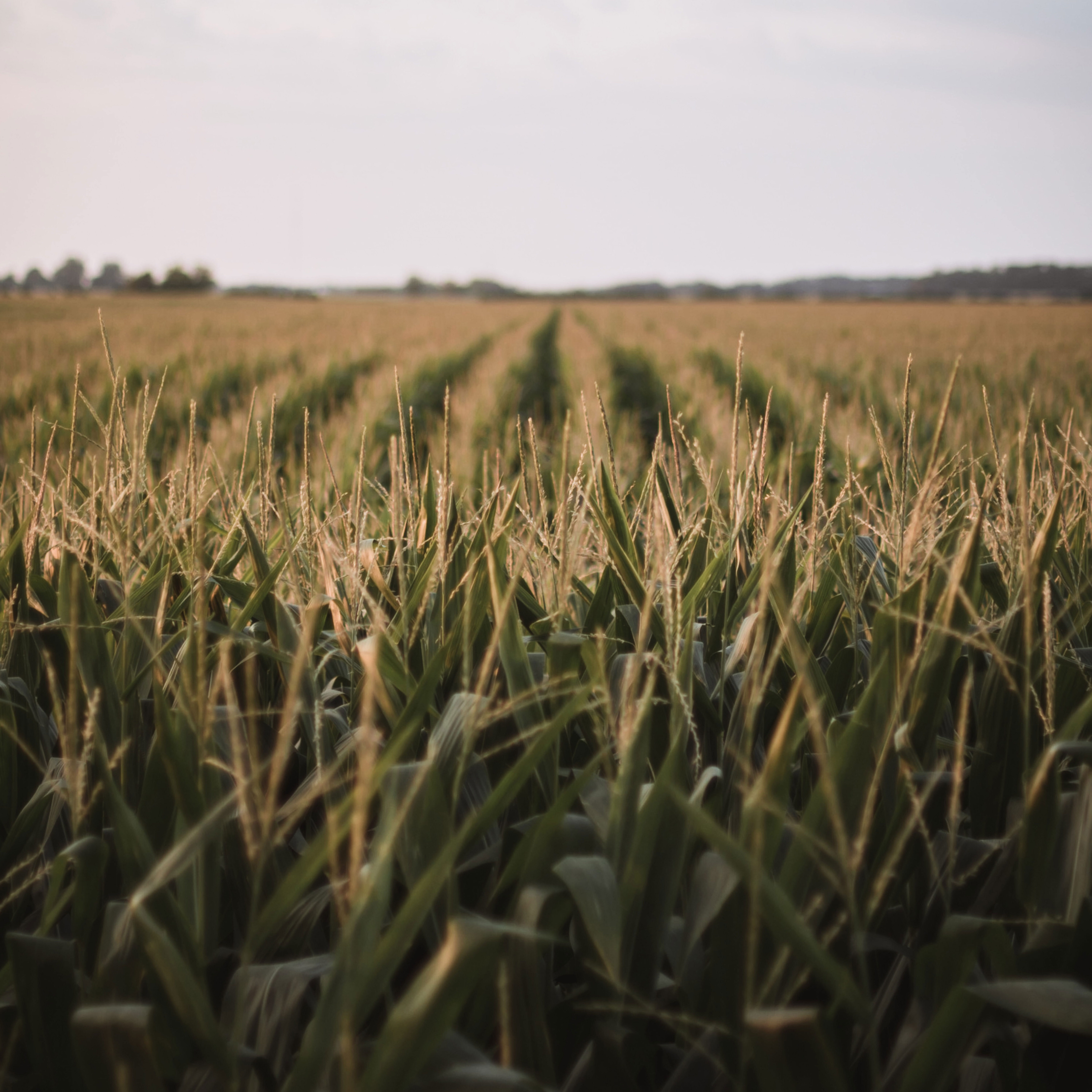 corn field