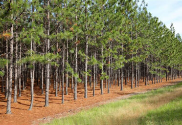 Final Harvest: Maximizing Pine Plantation Value