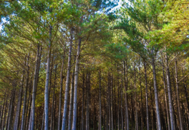 Site Prep Methods for Pine Plantations