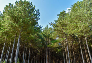 Effective Herbaceous Weed Control (HWC) for Reforestation