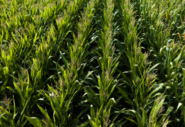 Tangible vs. Intangible: Comparing Land Investments to the Stock Market