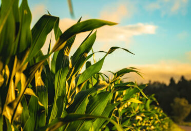 U.S. Crop Planting Progress Update – Midyear 2026
