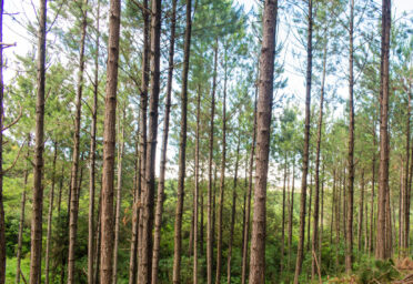 Reforesting After Harvest: A Landowner’s Guide