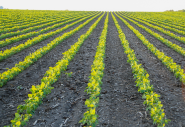 Land Ownership: Still the American Dream