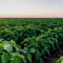 Agriculture Land Market Remains Resilient Amid Economic Uncertainty
