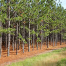 Final Harvest: Maximizing Pine Plantation Value