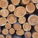 Enhancing Timber Growth: The Importance of First Time Thinning