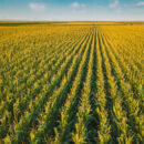 Farmland and Family: Planning for a Legacy that Lasts