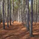 Ensuring Optimal Growth: The Importance of Second Thinning in Pine Plantations