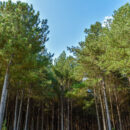 Effective Herbaceous Weed Control (HWC) for Reforestation