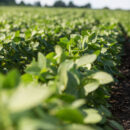 Midwest Crop Progress Update