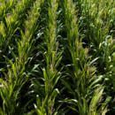 Tangible vs. Intangible: Comparing Land Investments to the Stock Market