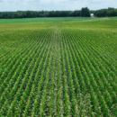 Landowner News - Midwest Crop Progress