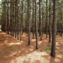 Establishing a Pine Plantation Phase 2: Planting