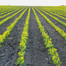 Land Ownership: Still the American Dream
