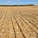 2025 Crop Input Outlook: Anticipating Slight Reductions Amidst Stability