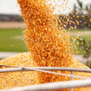 A Mixed Bag: How the 2025 Harvest Is Shaping US Agriculture