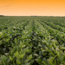 Navigating Uncertainty in Agriculture