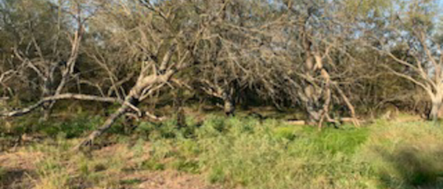 10 7 2020 mesquite trees