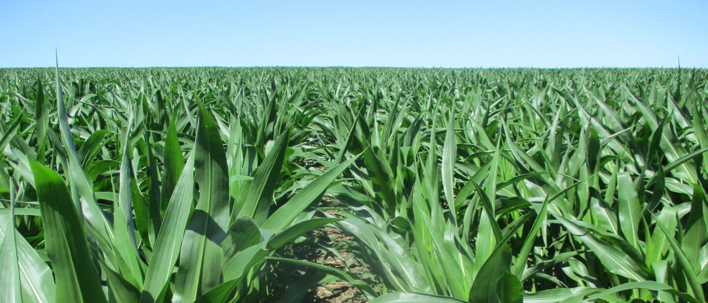 10549 corn 1