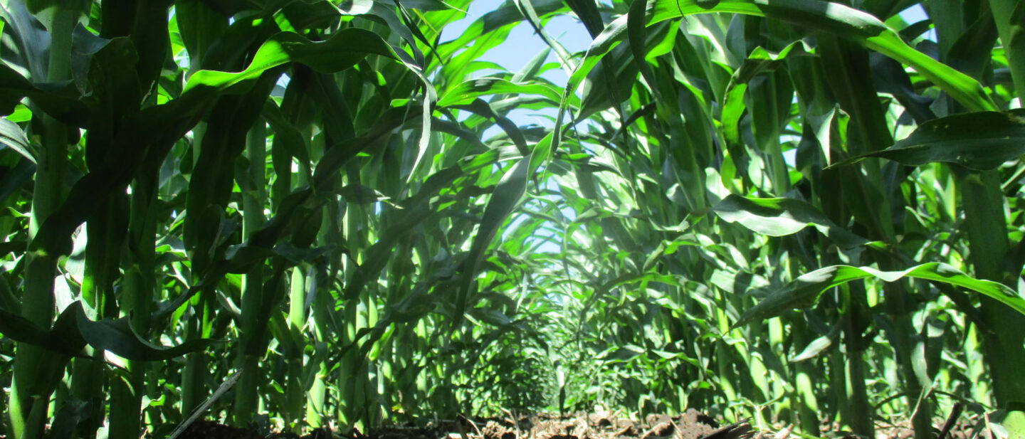 10549 corn 2