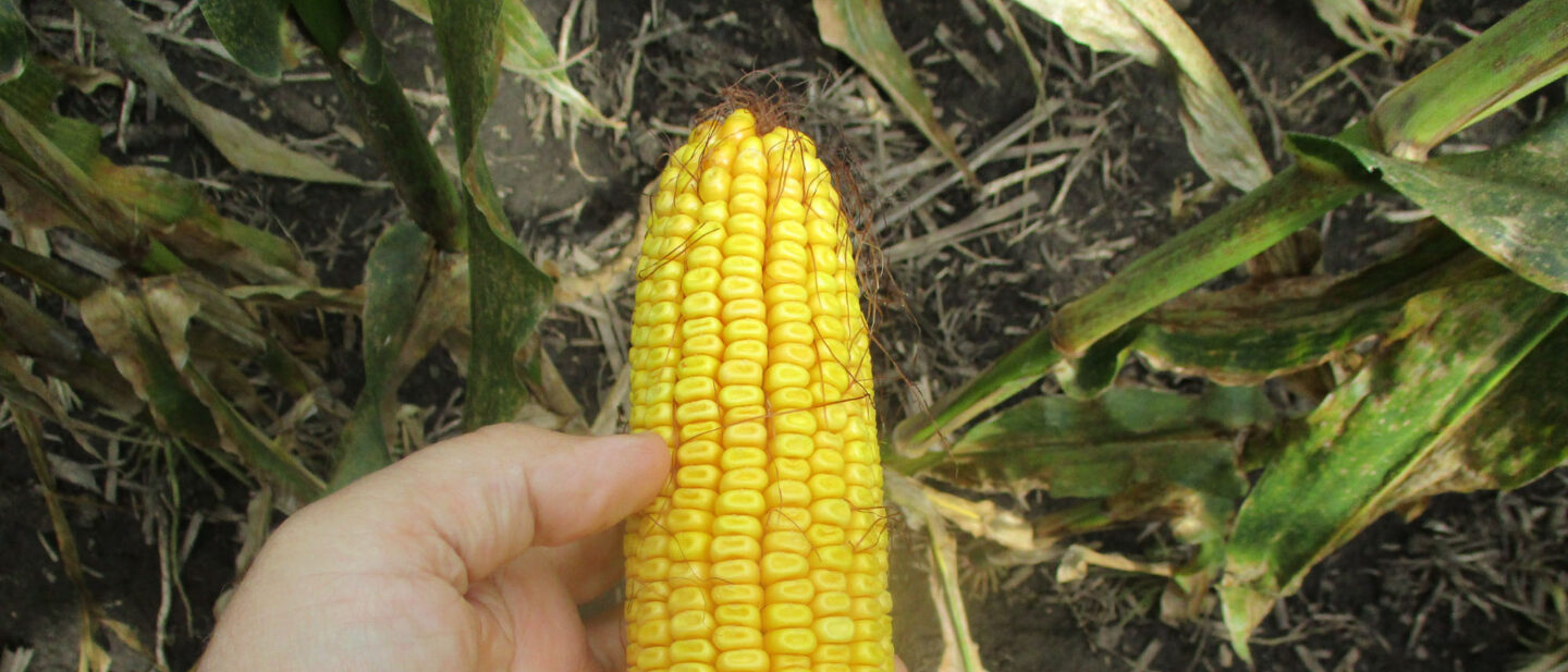 10549 corn 4