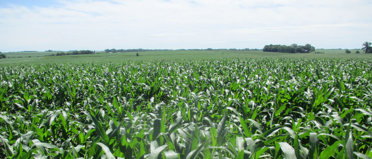 10549 corn 5