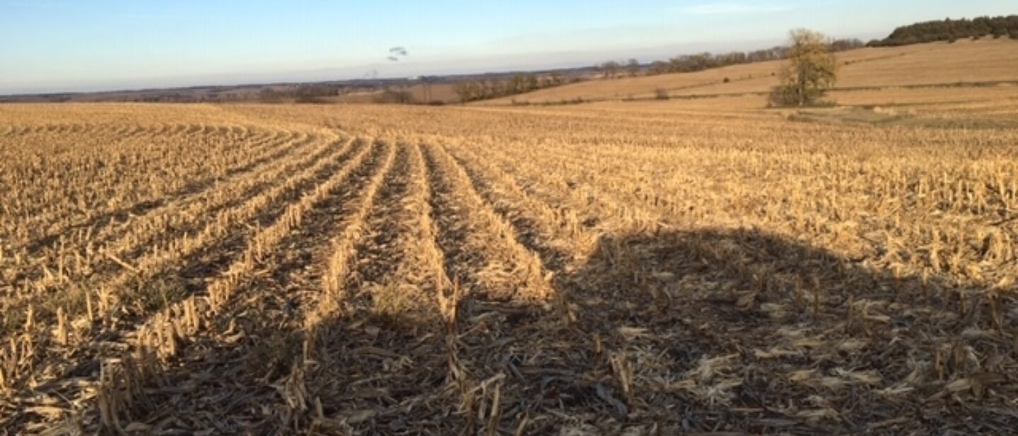 Corn field tract 2