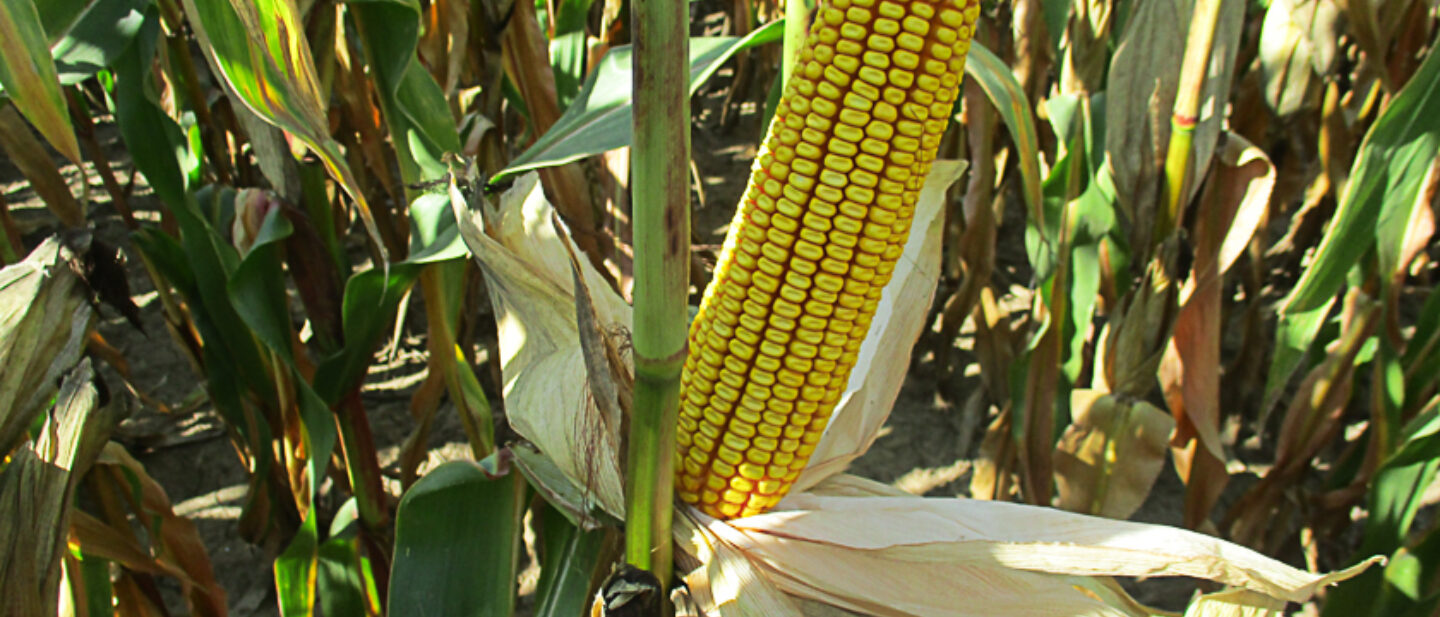 17871 corn 3