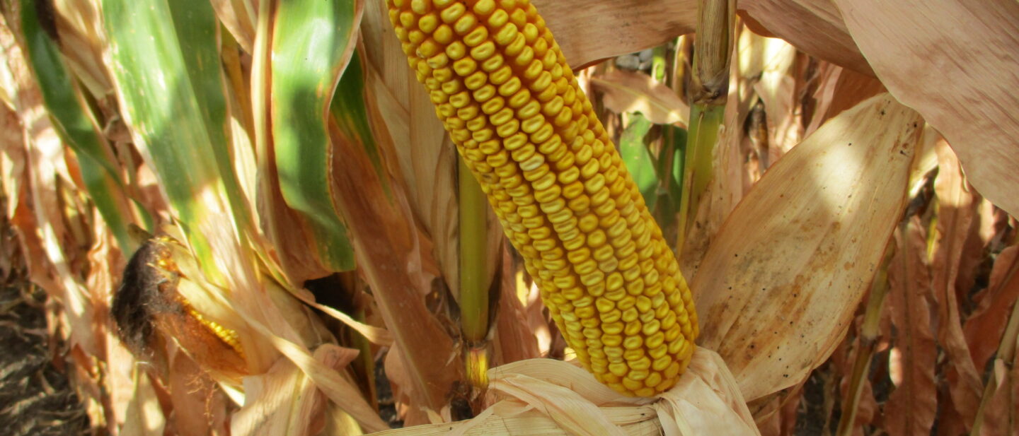 74235 corn 2