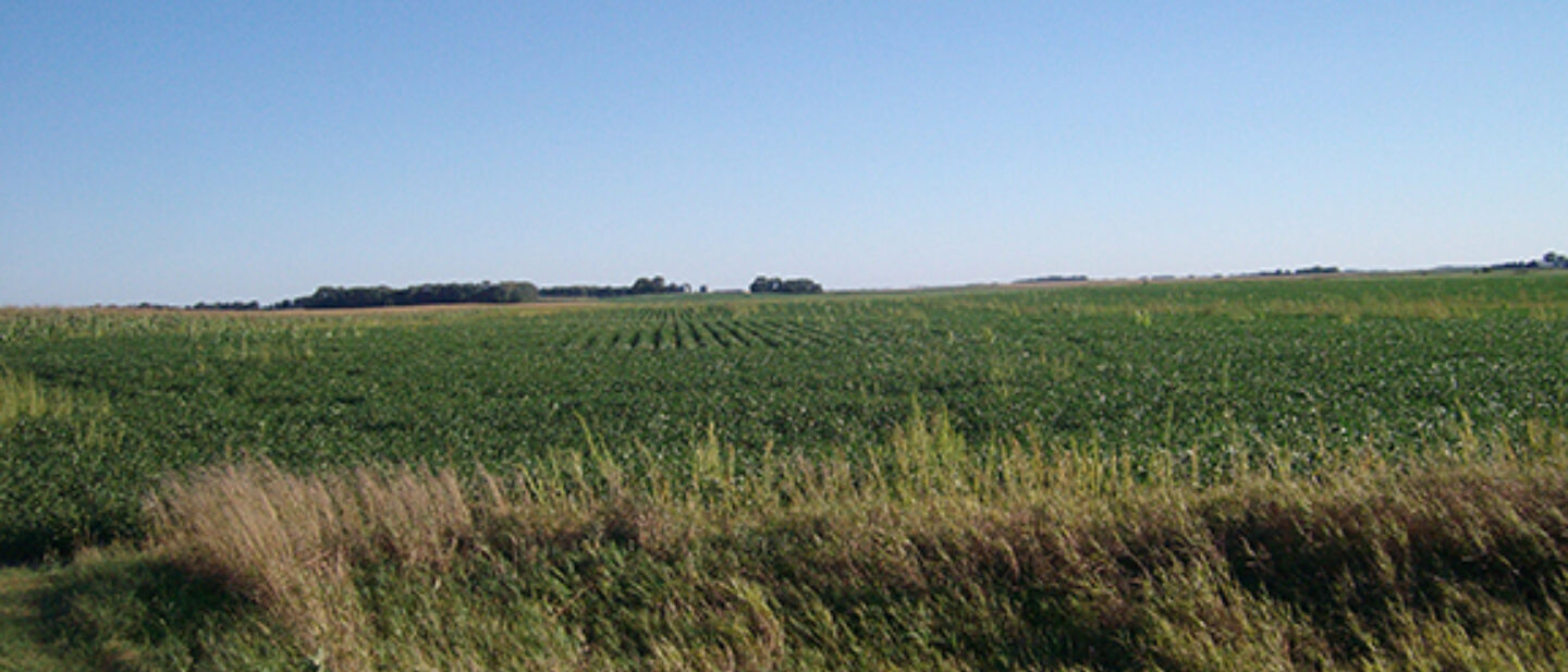 Soybeans