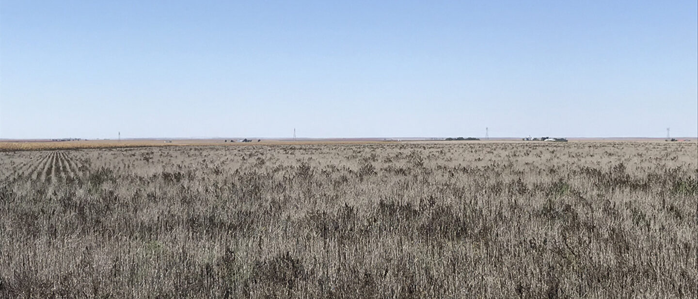 1800803 Wheat Stubble