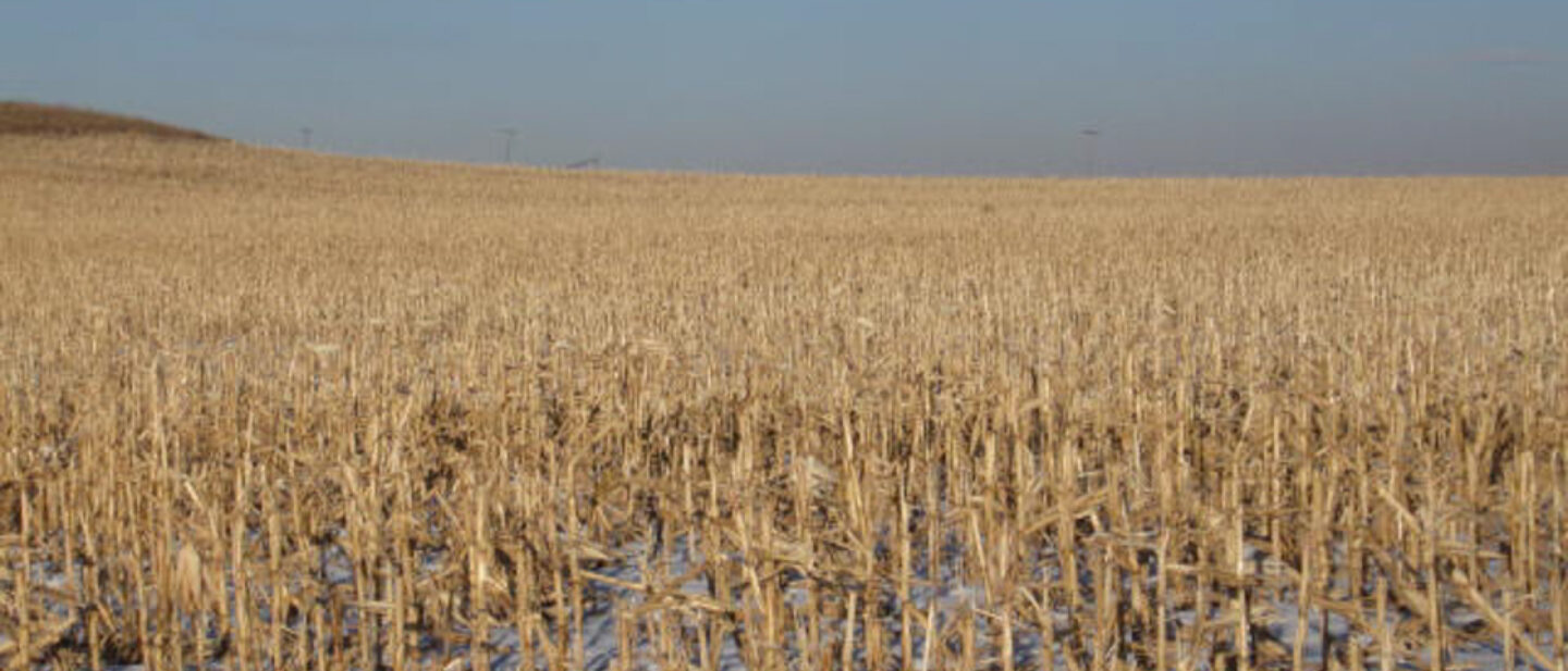 19361 east corn field