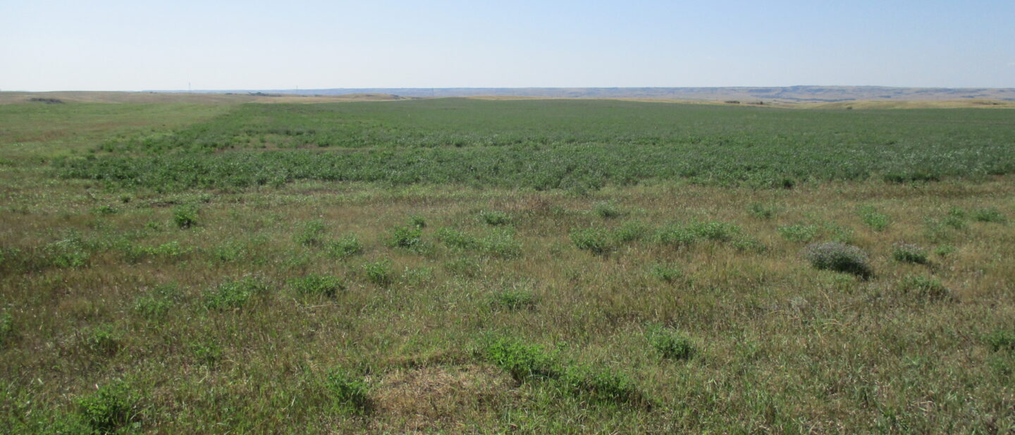 East side of crop acres