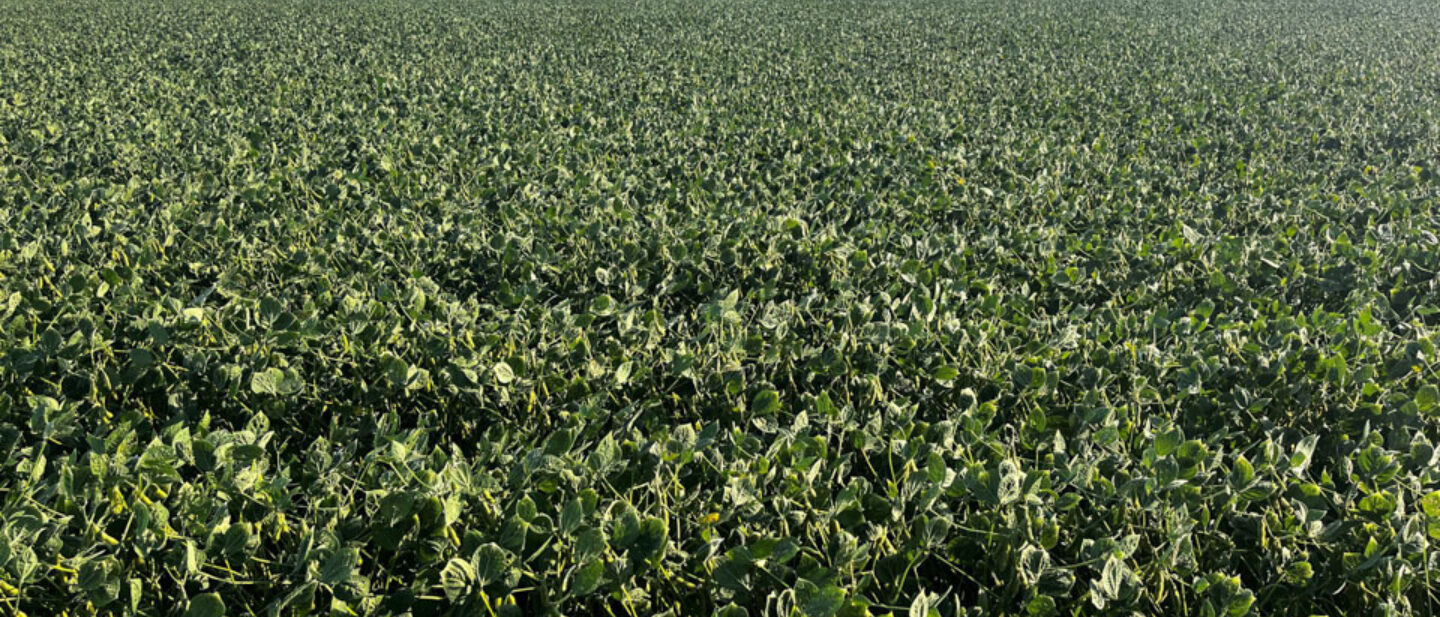 2024 Lance Pachta Thayer County Irrigated Cropland Tract 1 6