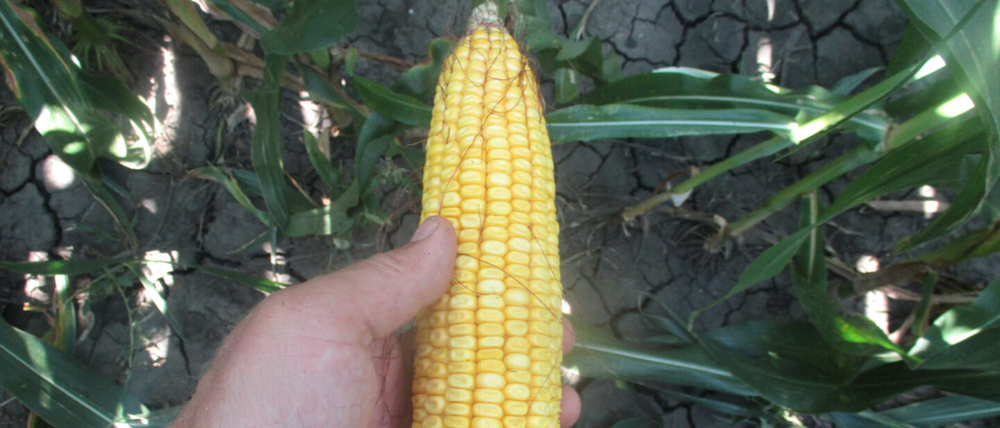 31233 corn 6
