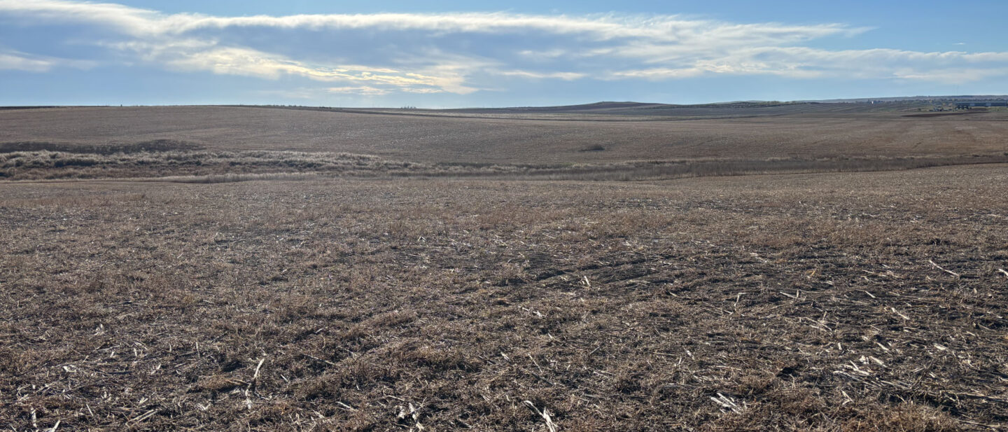 3rd option for cover