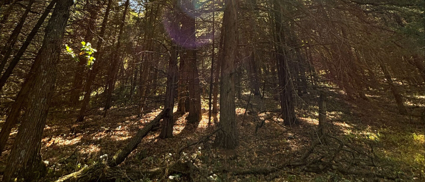 53 EBFADF 83 AB 4 A48 B1 AF 46 F5 A79 A3184