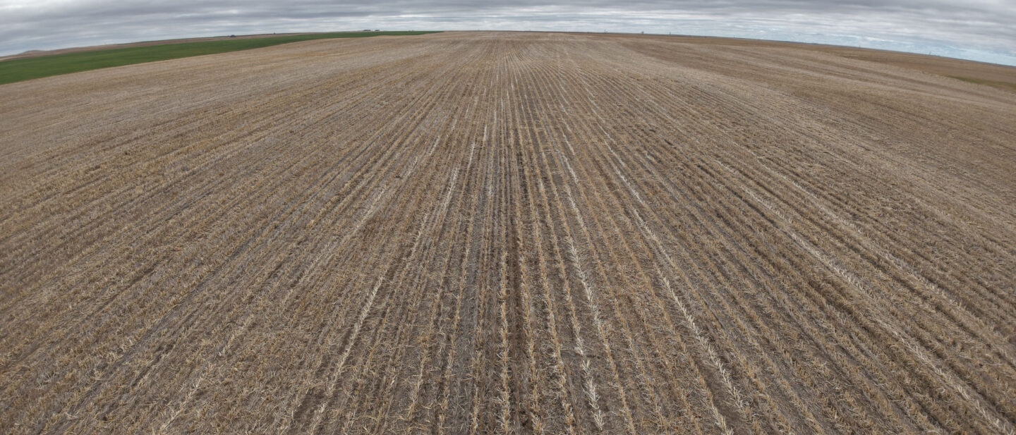 5 A Millet Crop Residue